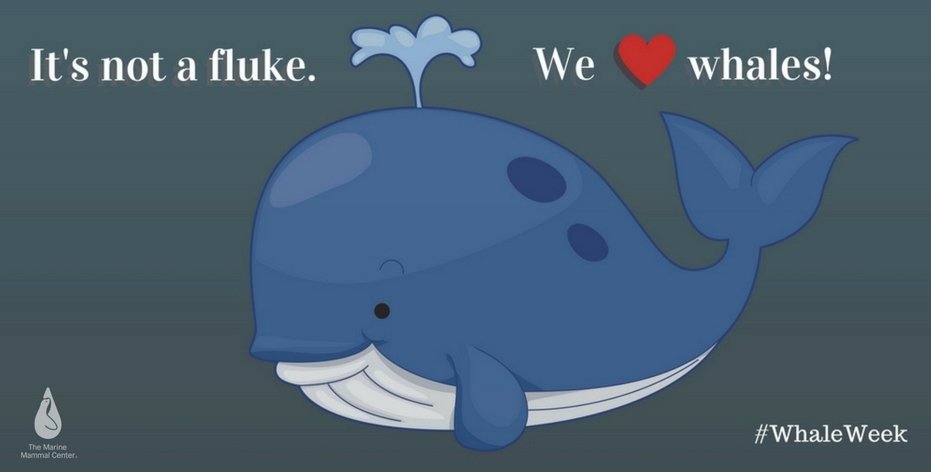 Let's have a whaley great #WhaleWeek 🐳