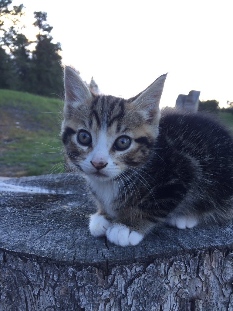 sdcatz's tweet photo. Vanilla Bean, Deadwood https://t.co/B1ZTT0wvFm