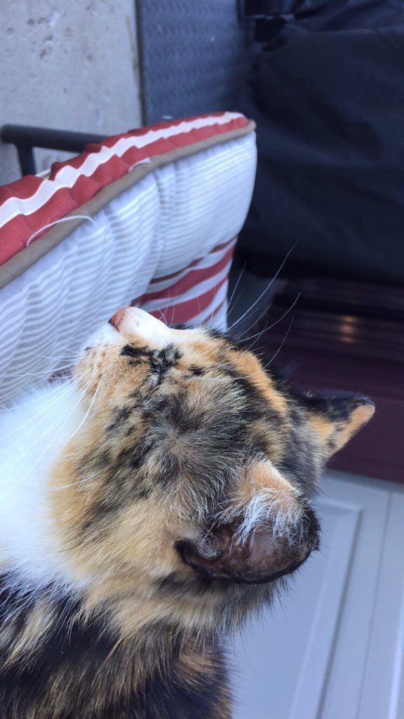 sdcatz's tweet photo. Karate Chop (aka Momma Kitty), Deadwood https://t.co/xJ7zCCFqvG
