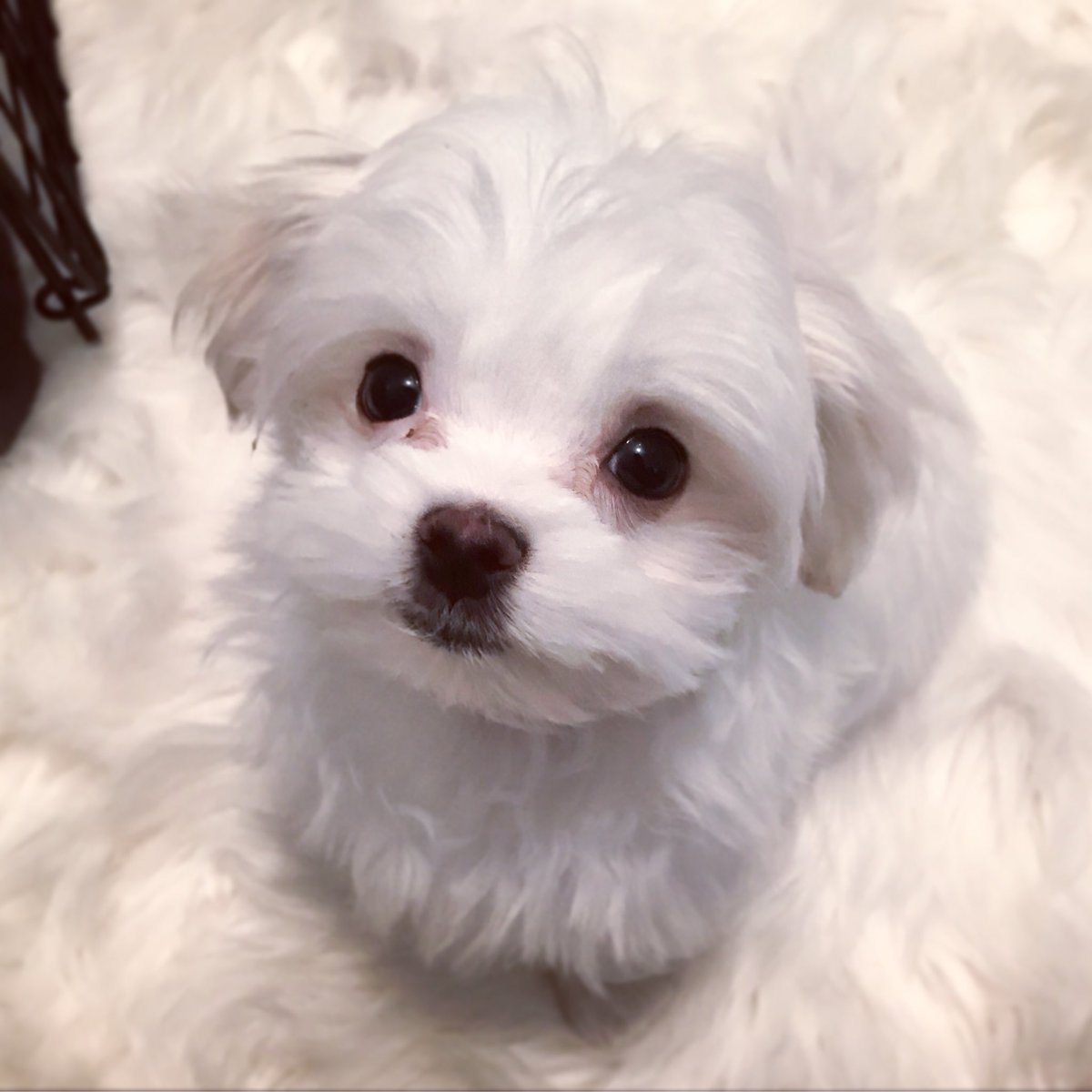 chapanyathepup's tweet photo. Hi im Chapanya - a purebred maltese currently 3 months old. I like to eat sleep poop cry and cry more. Follow for baby pup pictures 🐶❤️ https://t.co/hXaGhdGOdO https://t.co/MHCmNfIcuN
