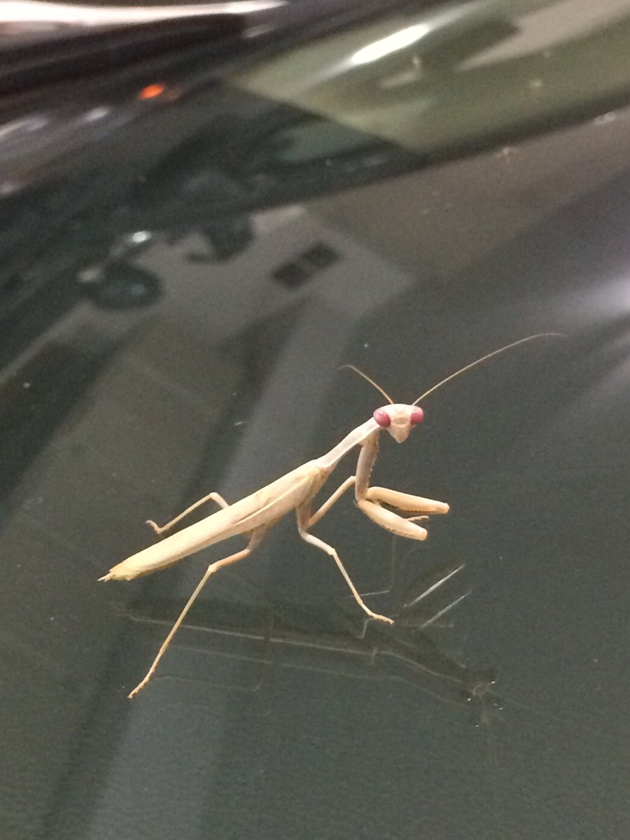 . <a href="/LivePDNation/">Benny</a> <a href="/LivePdFantasyLG/">PascoK9Fans</a> @CaseysCrew_ <a href="/OfficalLivePD/">LivePD Fan Club</a> <a href="/LivePDRadioMike/">Michael Long</a>  Skyler <a href="/Skyy_Leigh/">Skyy Leigh</a> that was funny. How about this? I found this guy in my garage, on the windshield of my cruiser. Praying Mantis keeping his #eyes on me.  My eyes look like his after a Fri Nt shift.