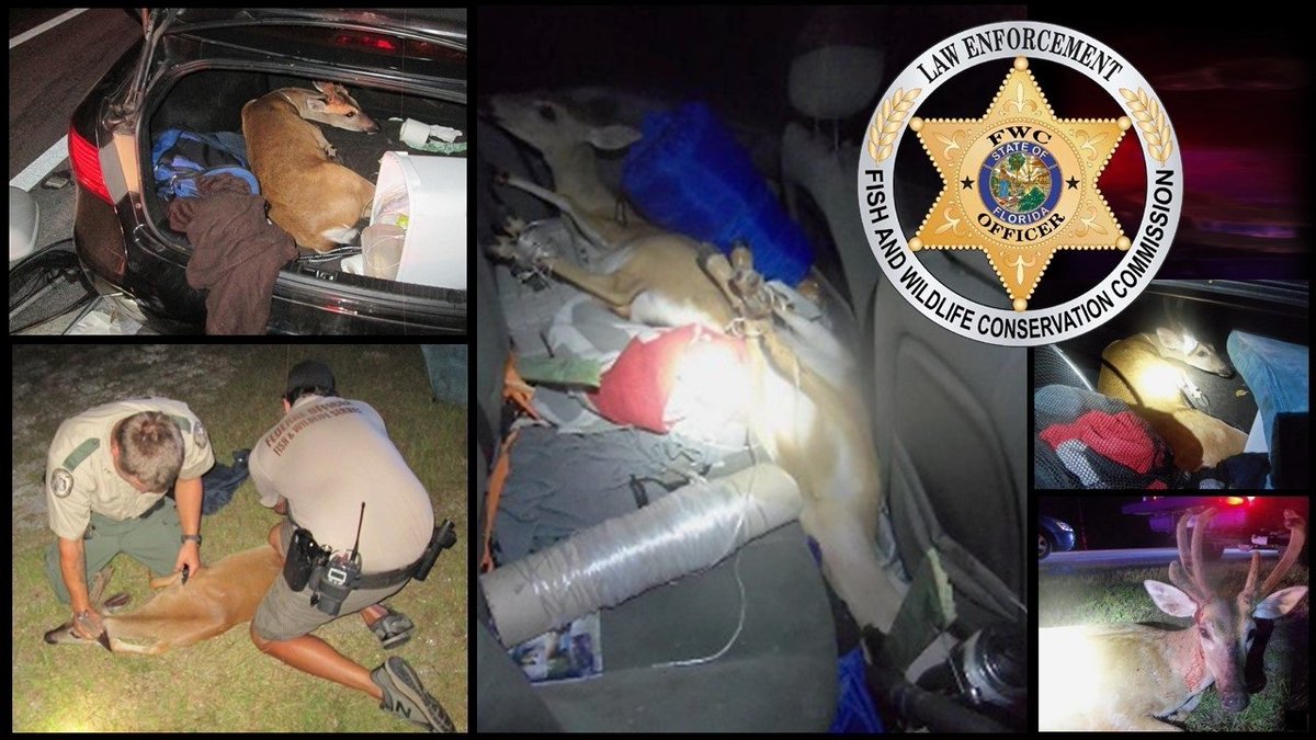 Poachers sentenced to 6 months in jail for capturing Key deer bit.ly/2nV7OWE https://t.co/fn6niQ7nH0