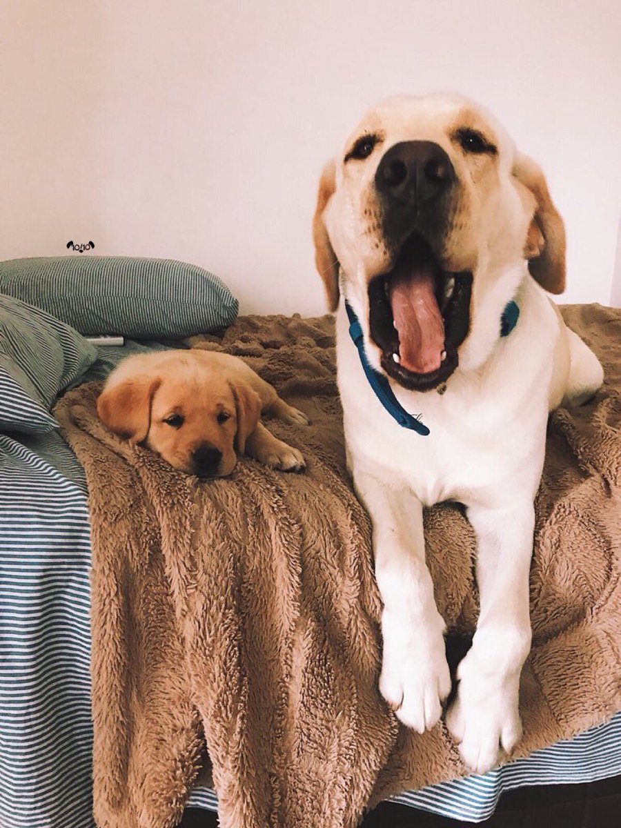 dog_rates's tweet photo. Meet Londres and Tokio. Londres wants to be just like Tokio when she grows pup. Right now she’ll settle for imitating his yawns. Both 13/10 https://t.co/Ar2jdSnjqB