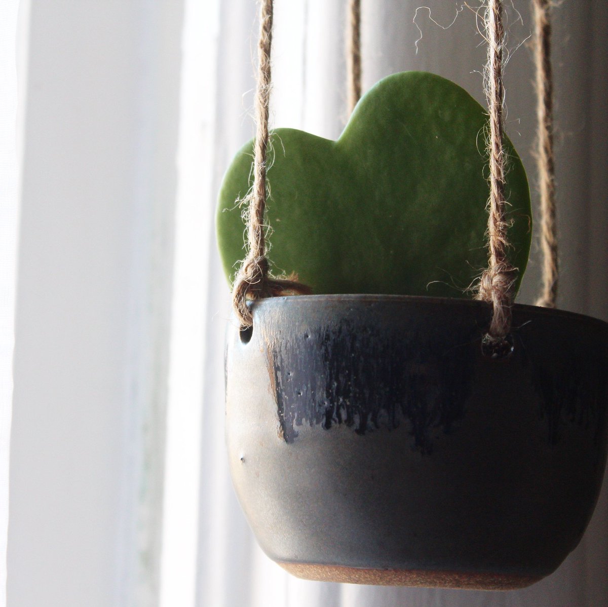 e_m_roy's tweet photo. This little plant has stolen my heart https://t.co/80qw3gok2s https://t.co/XKHF7dAwtm
