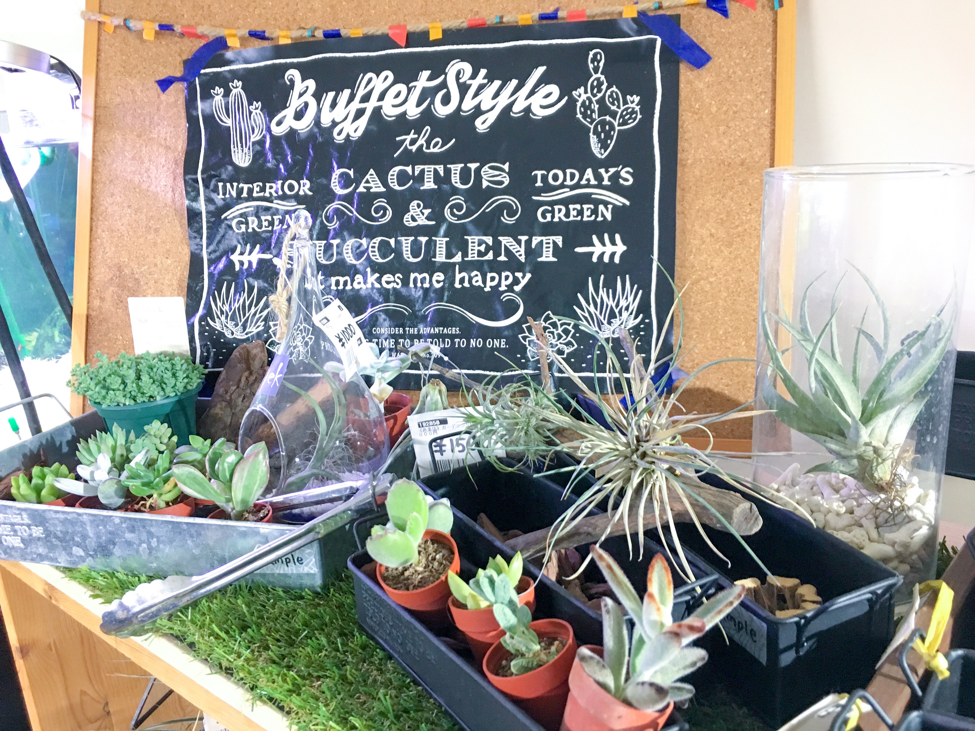 チャーム公式 チャーム邑楽店 ガーデニング エリア 鉢花 観葉植物 水辺植物など テーブルやデスク周りに置ける可愛い鉢に入ったものから 本格的なビオトープ植物までございます 370 0603 群馬県邑楽郡邑楽町大字中野2995 2 営業時間 平日