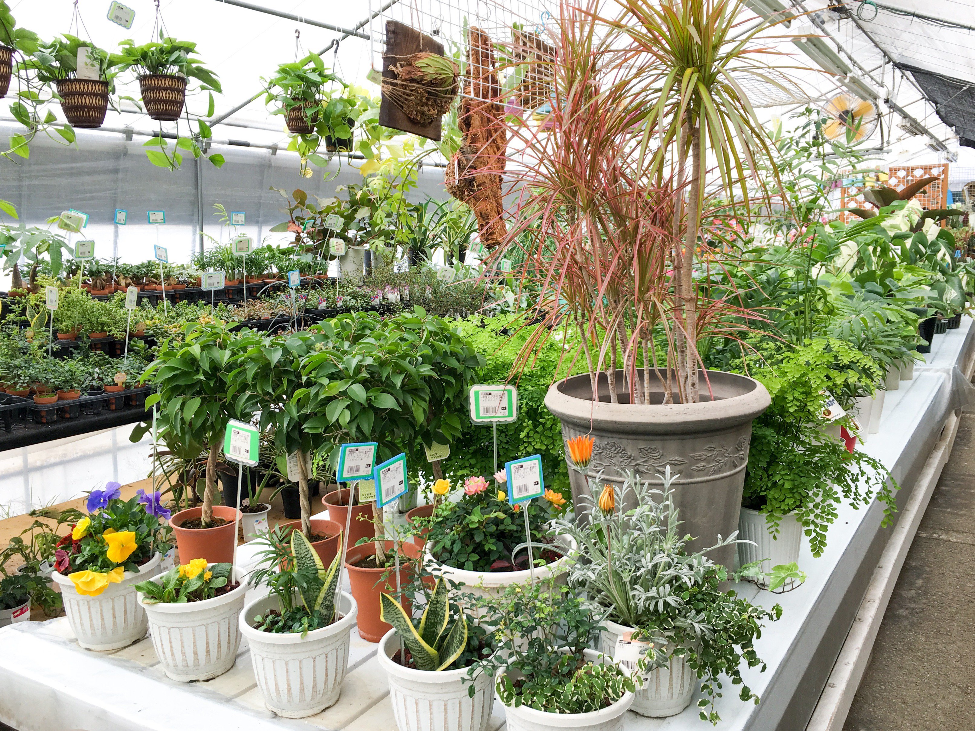 チャーム公式 チャーム邑楽店 ガーデニング エリア 鉢花 観葉植物 水辺植物など テーブルやデスク周りに置ける可愛い鉢に入ったものから 本格的なビオトープ植物までございます 370 0603 群馬県邑楽郡邑楽町大字中野2995 2 営業時間 平日