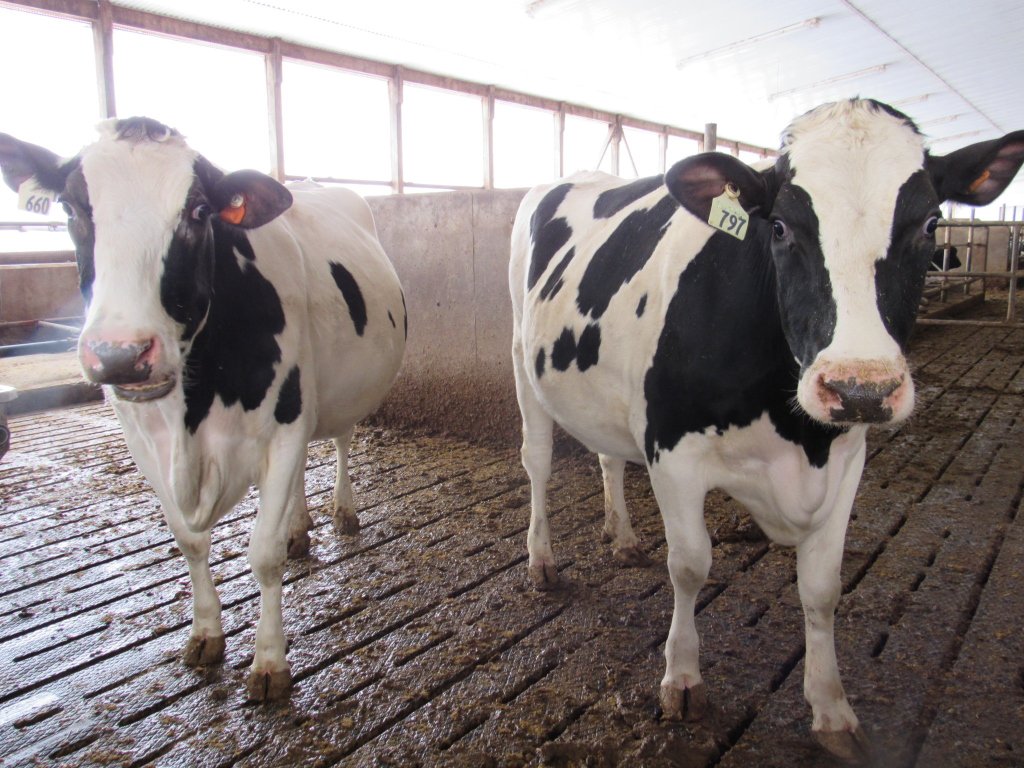 DairyFarmher's tweet photo. Yes ladies...you heard right...
February 13th is Canadian Agriculture Day and we'll be celebrating all the delicious food & products produced and grown in Canada...including milk! #ThankACow #CdnAgDay #CdnAg @AgMoreThanEver https://t.co/YimjvlyKtS