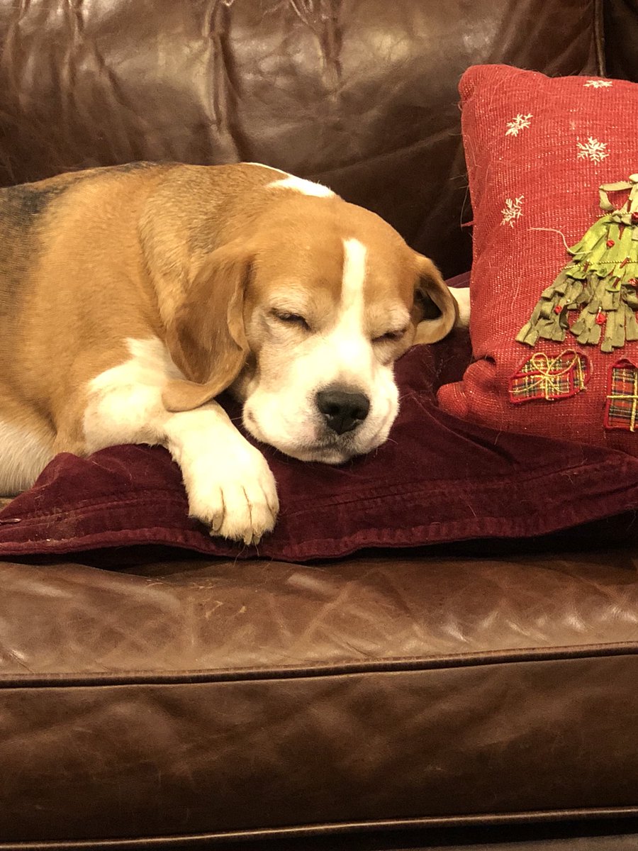 The king of the castle enjoys his rest.
#beagles #lordofthemanor