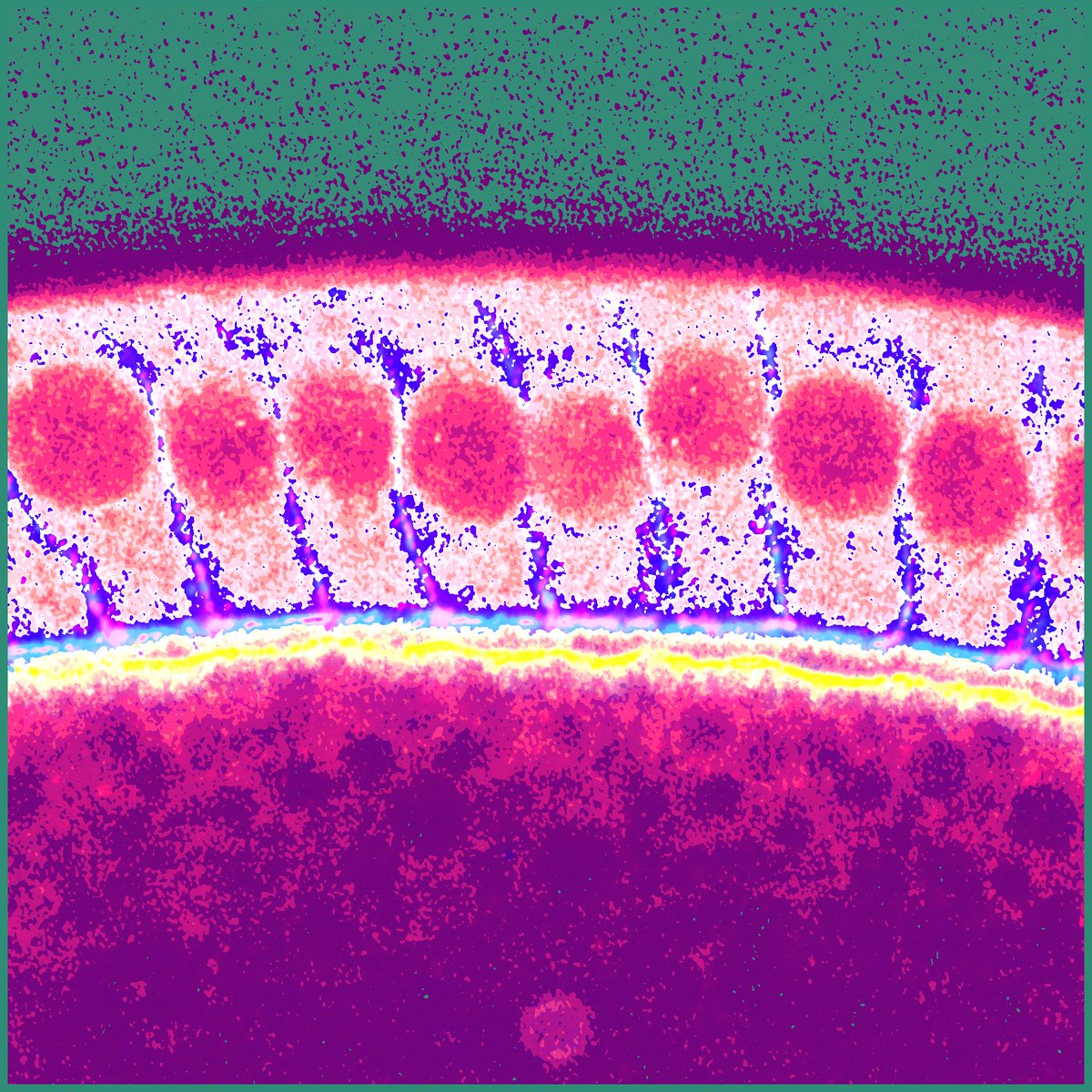 montell_denise's tweet photo. Postdoc Joe Campanale got inspired over the weekend. #cellworld https://t.co/uEqC7XKOkt