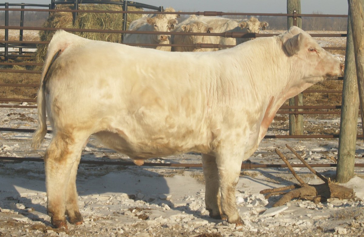 The Double-H Bull Sale catalog is now available.  Selling a total of 27 breeding age bulls (we will sell 6 as lots 16-20 and 27X) out of some our top cow families.