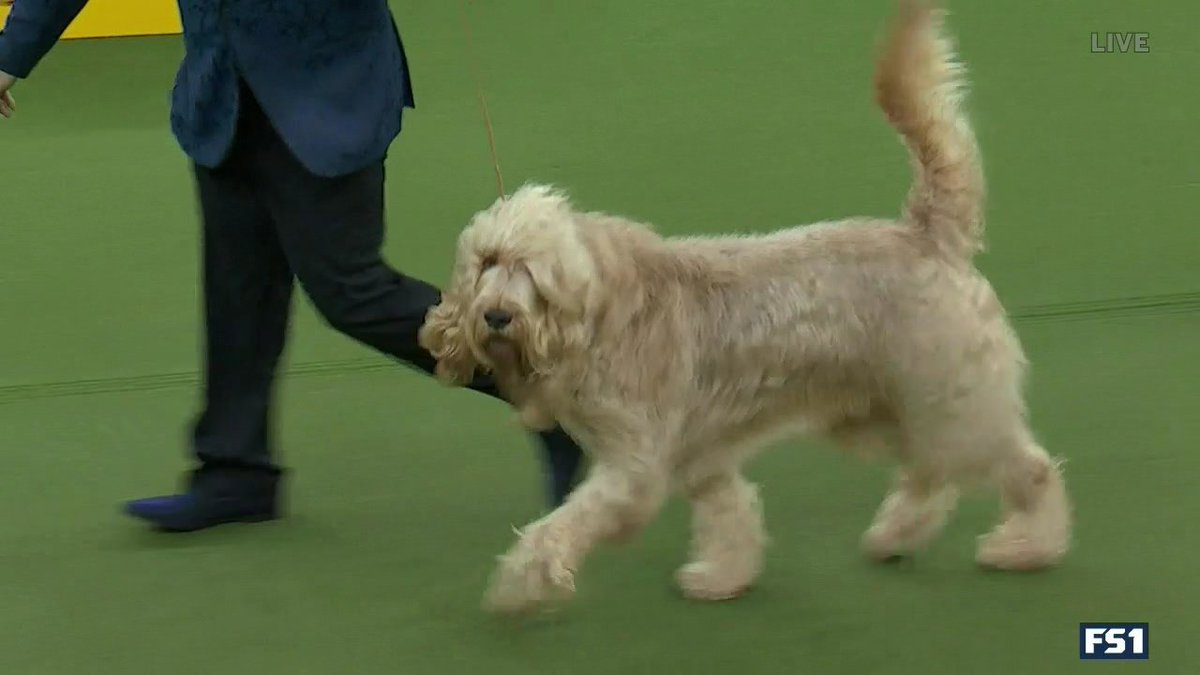 Of course this dog is named Willie Nelson