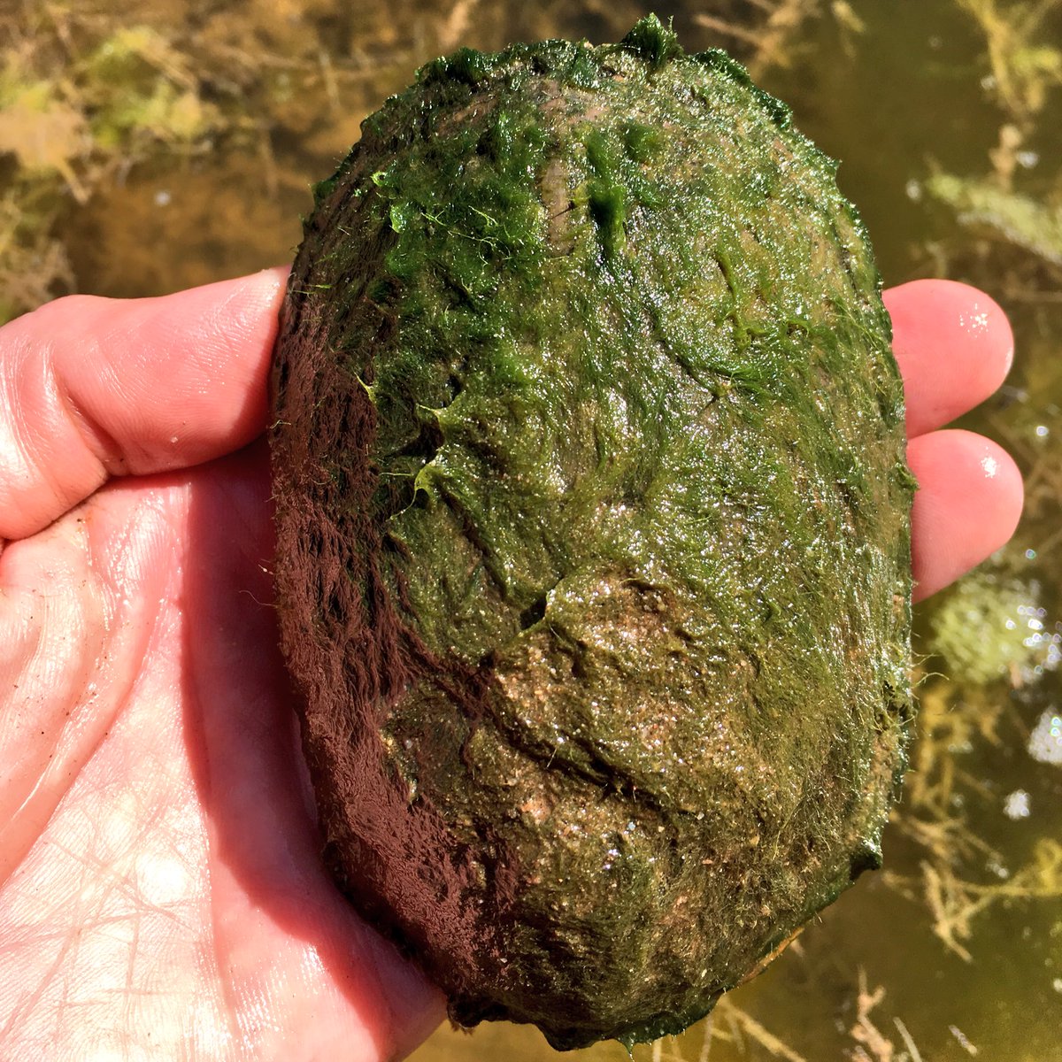 mtbogan's tweet photo. Algae growing on the carapace of a Sonoyta mud turtle makes for wonderful camouflage in the Río Sonoyta #noturtleshere https://t.co/ZyqVvNPa4z