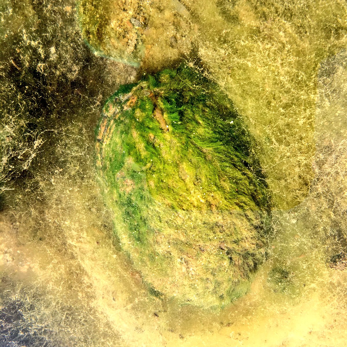 mtbogan's tweet photo. Algae growing on the carapace of a Sonoyta mud turtle makes for wonderful camouflage in the Río Sonoyta #noturtleshere https://t.co/ZyqVvNPa4z