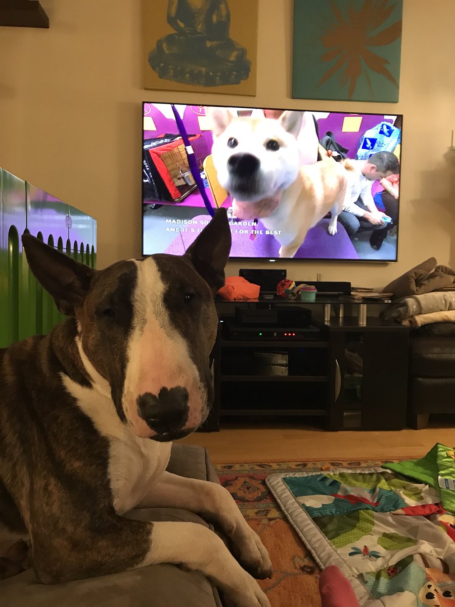 MrTallsDog's tweet photo. It’s Westminster time!  🐶🏆🐶

#WKCDogShow #DogOscars https://t.co/nBN1aMqYtg
