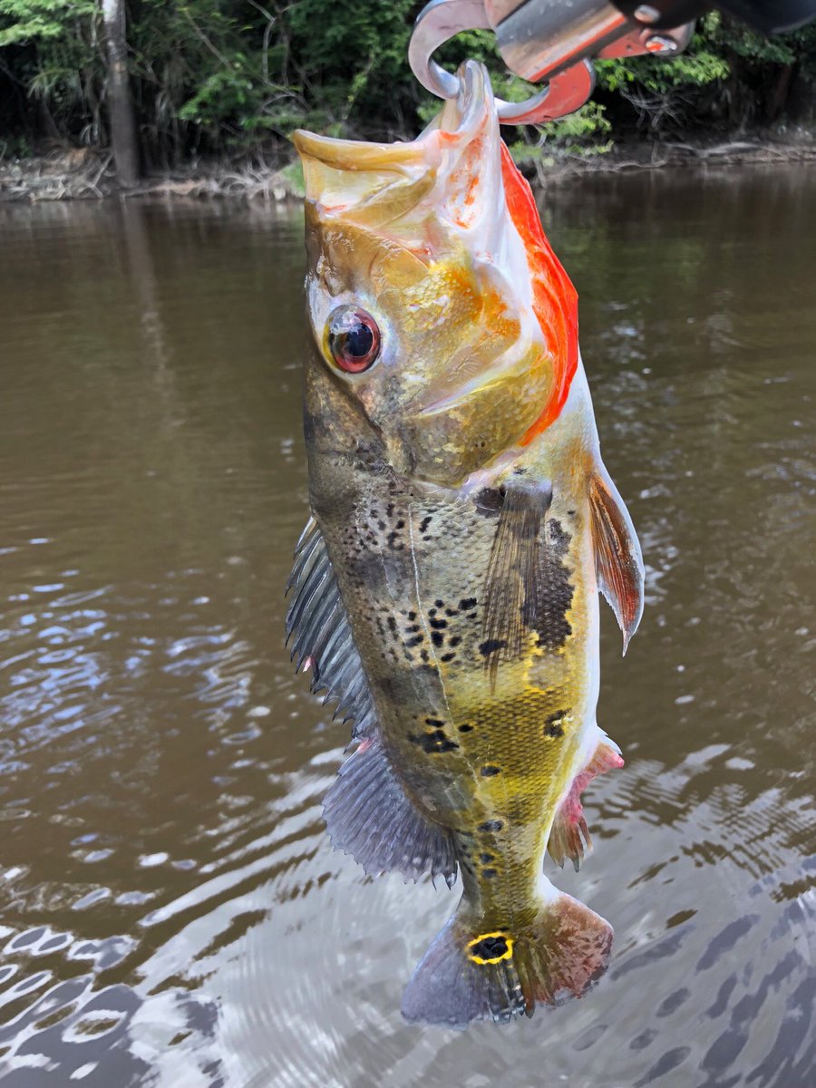 中村 健太郎 Twitterissa ネグロ川の魚たち12 トゥクナレ オセラリス Cichlaocellaris あまり大きくならないピーコックバス アマゾン ネグロ川 冒険用品 冒険用品フクオカブランチ 旅 熱帯魚 ブラックウォーター ピーコックバス キクラオセラリス トゥクナレ