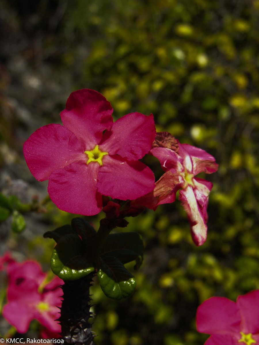 RseSolofo's tweet photo. #Pachypodium_baronii_windsorii (EN B2ab(iii,v)) a remarkable succulent growing on steep calcareous outcrops and restricted to the N #Madagascar now threatened by illegal collecting of living plant in their natural habitat @TeamKMCC https://t.co/f6SRJqNn3w