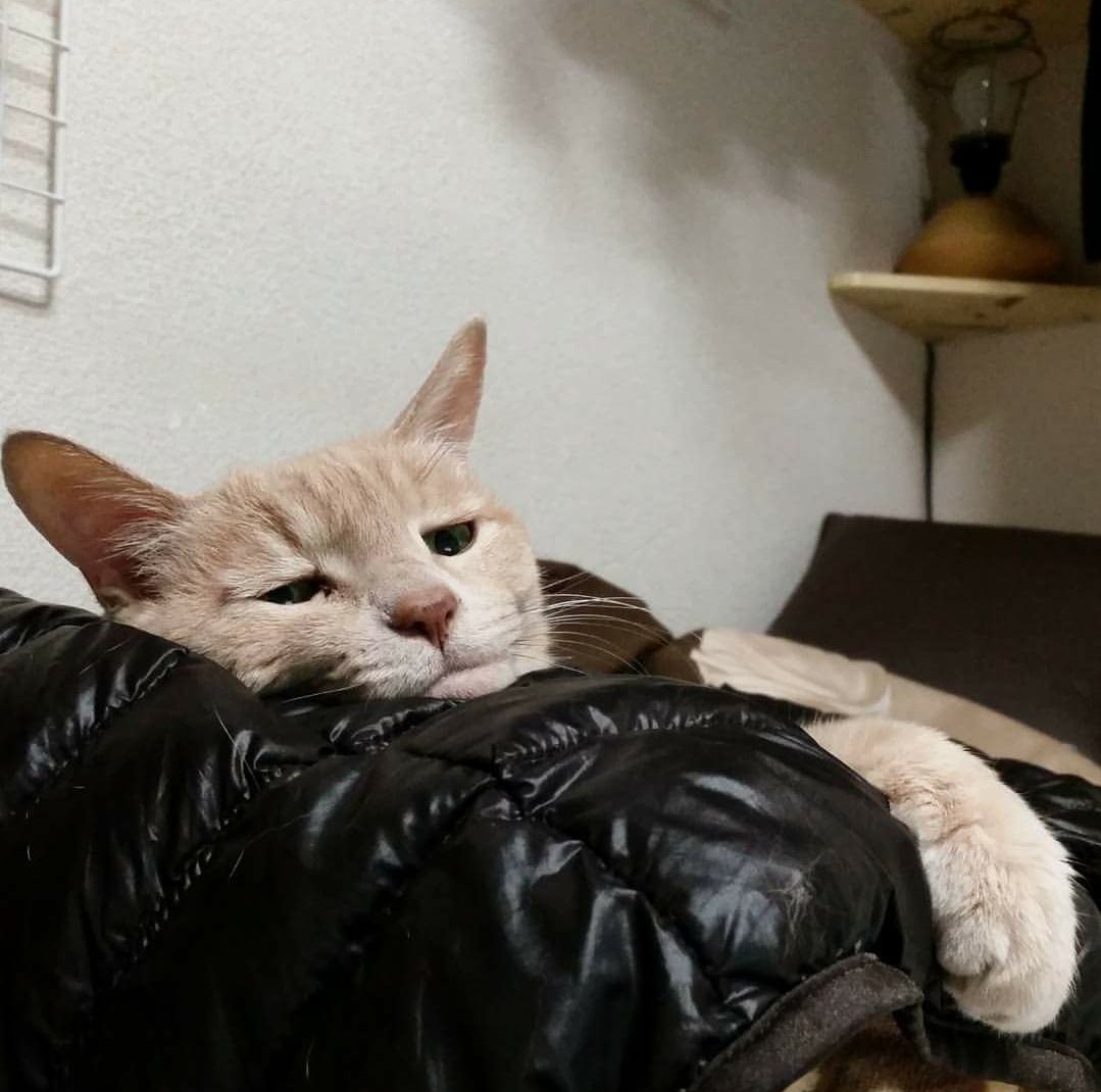 面白い顔 Twitter Search