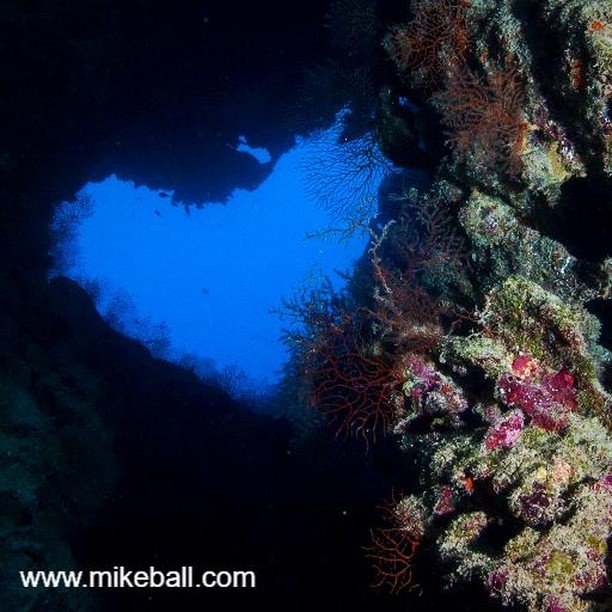 mikeballdive's tweet photo. We love the reef!
#spoilsportlive #mikeballdive #heart #thisisqueensland #greatbarrierreef #citizensofthegbr Photo by @seajelwz #IYOR2018 #stateofthereef2018 #lovethereef #coralsea #exploreTNQ #exploreGBR https://t.co/i7M3M3BOgG https://t.co/st2QXpUtmX