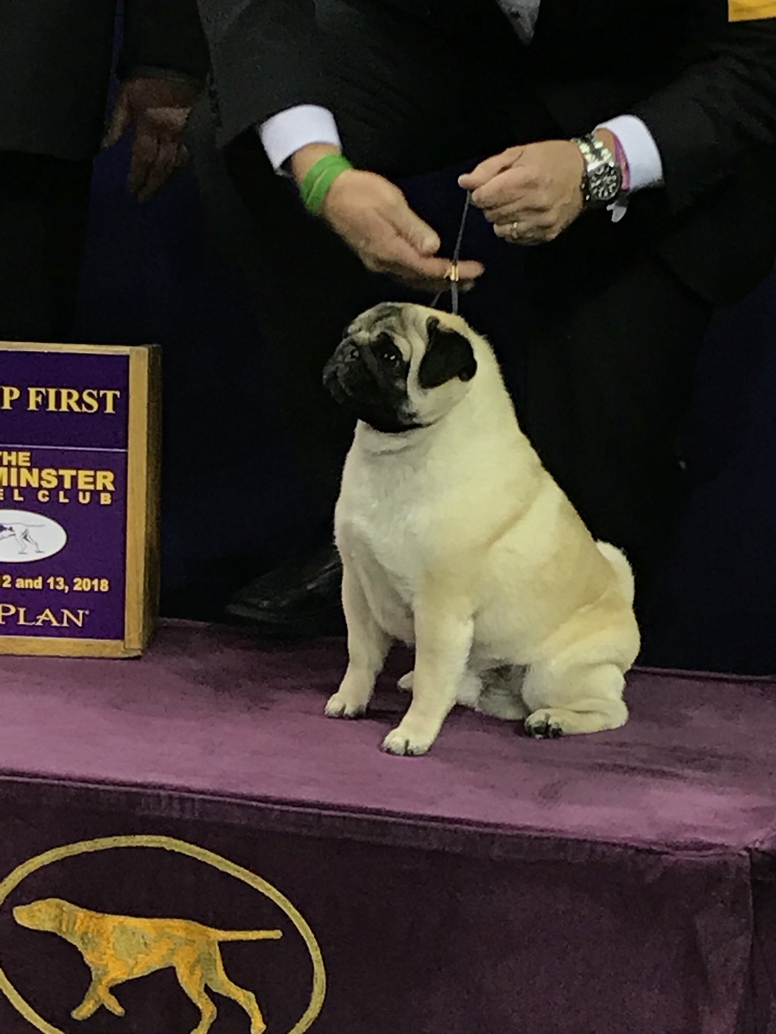 Pug Westminster Dog Show 2025