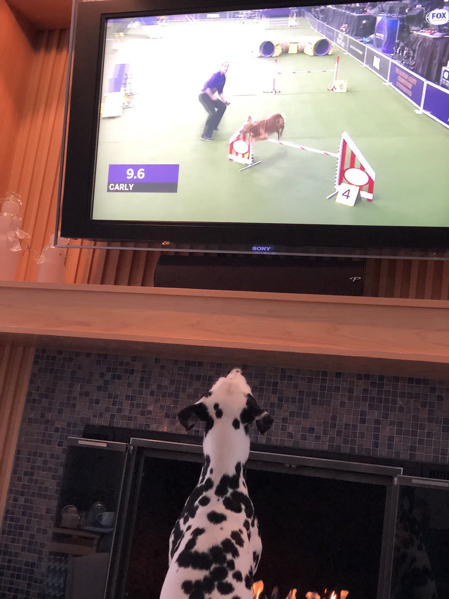 freedom_means's tweet photo. Our Kamea studying the agility competition. Maybe next year?  #WKCDogShow https://t.co/qmnph0Q7am