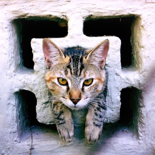 ありゃ？タイムマシーンの設定間違えた？変な所から顔を出す猫たちｗ