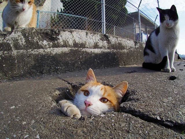 ありゃ？タイムマシーンの設定間違えた？変な所から顔を出す猫たちｗ