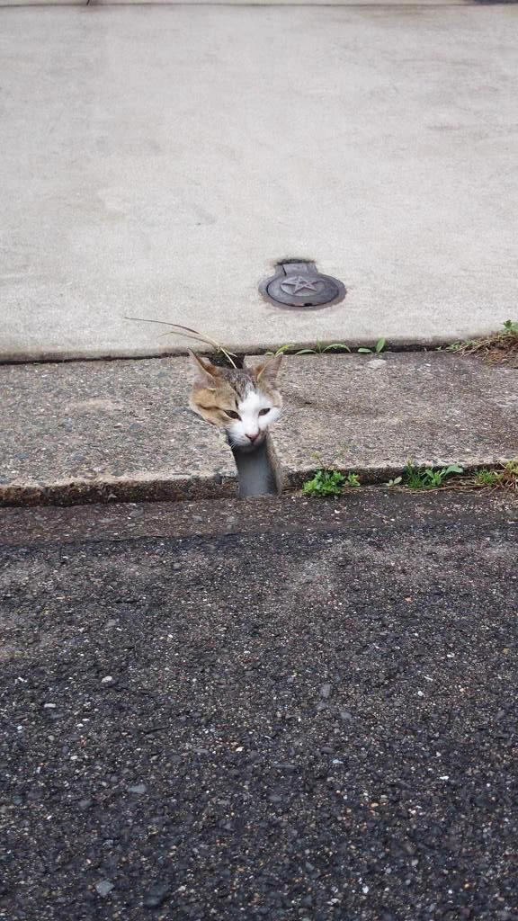 ありゃ？タイムマシーンの設定間違えた？変な所から顔を出す猫たちｗ