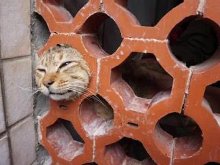 ありゃ？タイムマシーンの設定間違えた？変な所から顔を出す猫たちｗ