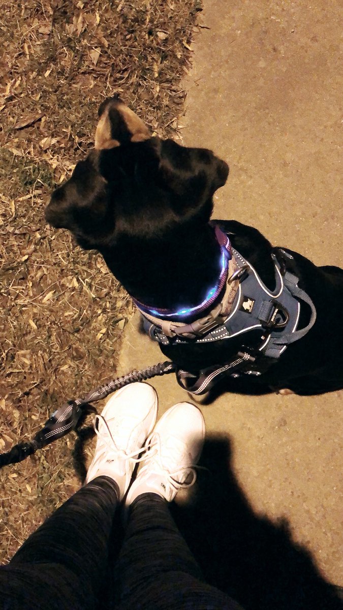 atamandaferg's tweet image. I’m enjoying some runs with Juno before I leave her for #NACA18, but I sure am excited to do some running around Boston this weekend!! #SAfit #SArun