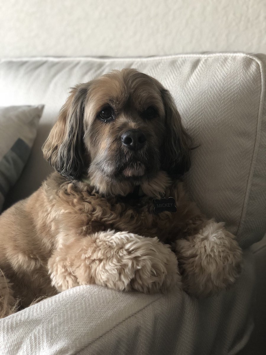 cocker spaniel x lhasa apso