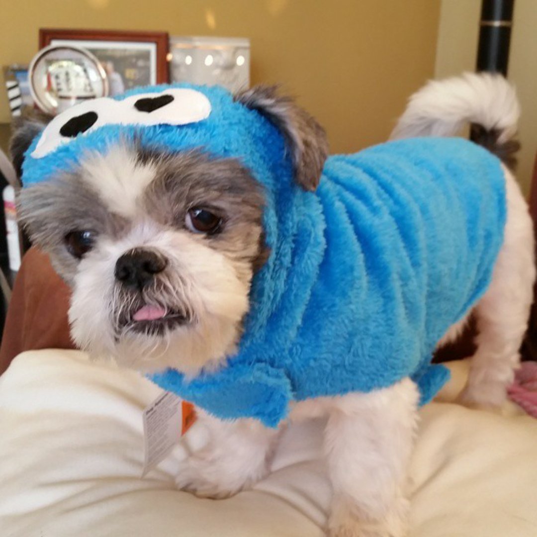 ThePoppyAnne's tweet photo. #ellenratemydog #thekookiemonster 💗 https://t.co/4DL1YTU5wY