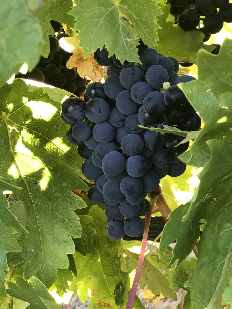 Fruit day on the #Biodynamic lunar calendar means perfect picking conditions for #vintage18 #Tempranillo in #McLarenVale