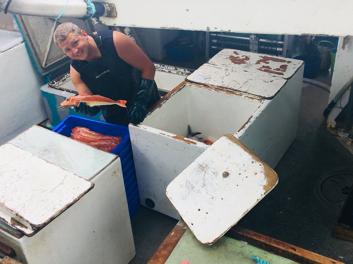 Packing fresh #Gurnard only caught a couple hours ago. Loading a truck that will be headed to Auckland airport. #hooktocook #sustainable #fishing #longlining #sashimi
