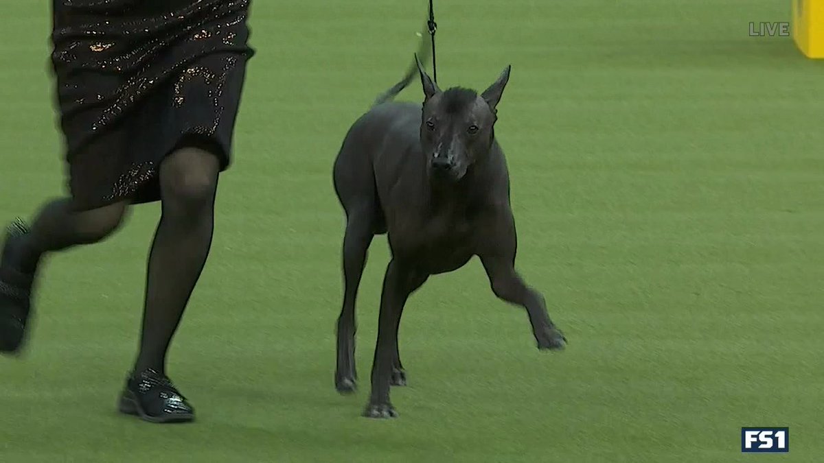 SB Nation GIF tweet media