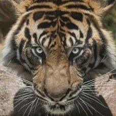 DJTBOZ's tweet photo. #NewProfilePic LIGER Productions https://t.co/CDLduvl8Cp