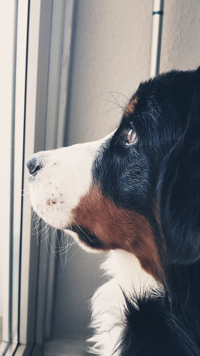 Jani2205's tweet photo. Finchen schaut sich das Eichhörnchen an 🐾💕

#hunde 
#bernermountendog https://t.co/rORyvaWYgT