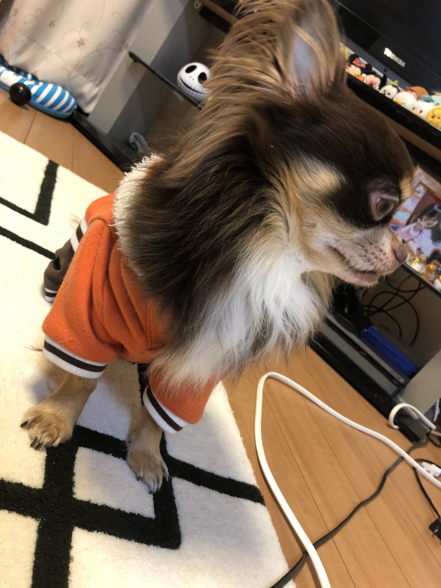 ℂᑋᵃᵑ Coco ミルク様ゎ相変わらずわがままです ご飯最近食いつき悪いから 犬用のグラノーラ買って混ぜてあげたらこの有様 D 1日目ゎ全部食べたのに 2日目からゎグラノーラだけ食べずにドッグフードだけうまいこと食べるとゆう飼い主泣かせの犬で ℂᑋᵃᵑ Coco ミルク様ゎ相変わらずわがままです ご飯最近食いつき悪いから 犬用のグラノーラ買って混ぜてあげたらこの有様 D 1日目ゎ全部食べたのに 2日目からゎグラノーラだけ食べずにドッグフードだけうまいこと食べるとゆう飼い主泣かせの犬で