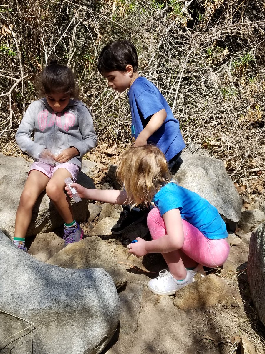 Kinders conducting ant surveys in the field. On the hunt for the invasive Argentine ant #CitizenScience #AisforArthropod #pbl <a href="/HTeNorthCounty/">High Tech Elem NC</a>