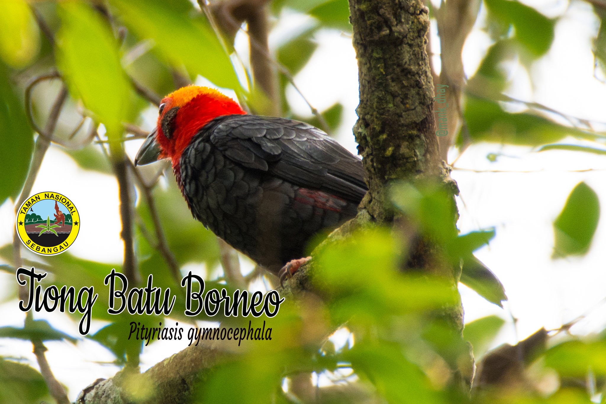 Btn Sebangau On Twitter Jenis Endemik Kalimantan Ada Di Tn Sebangau Burung Tiong Batu Kalimantan Https T Co Kpqlesiri1 Twitter