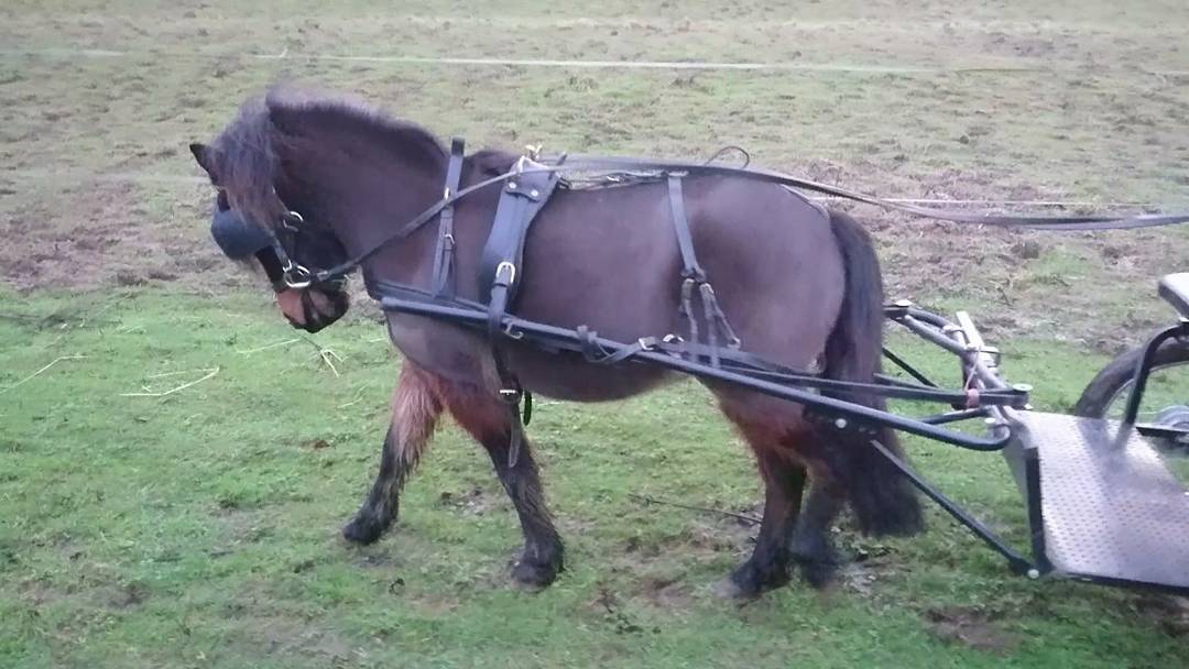JoshNeateCD's tweet image. Over the last year i now have an amazing hunt horse Rosie and a shetland pony who is currently being broken into harness!