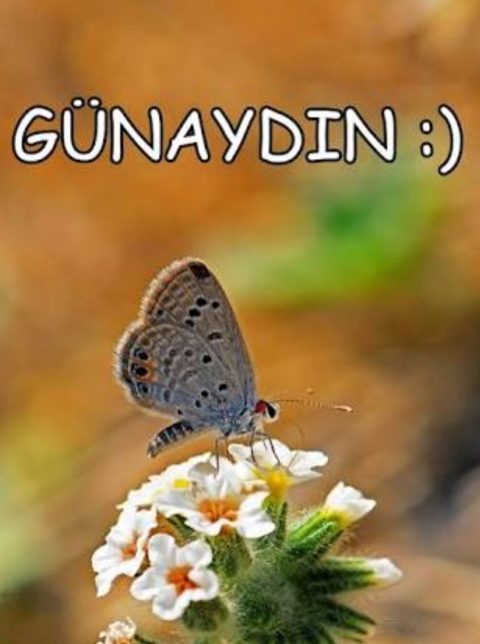 Открытки gunaydin