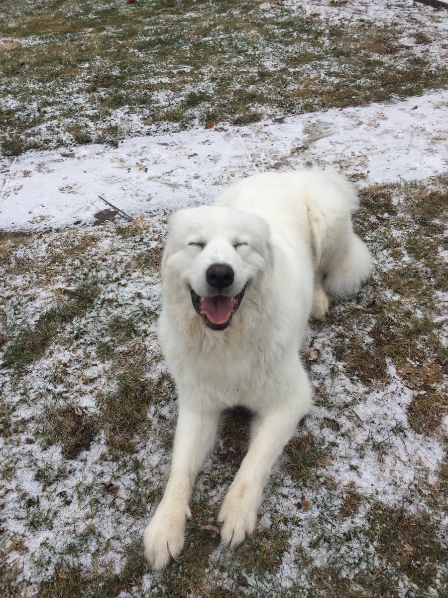 emilykbarger's tweet photo. #EllenRateMyDog She just loves the snow so much! https://t.co/w4MHSZpaev
