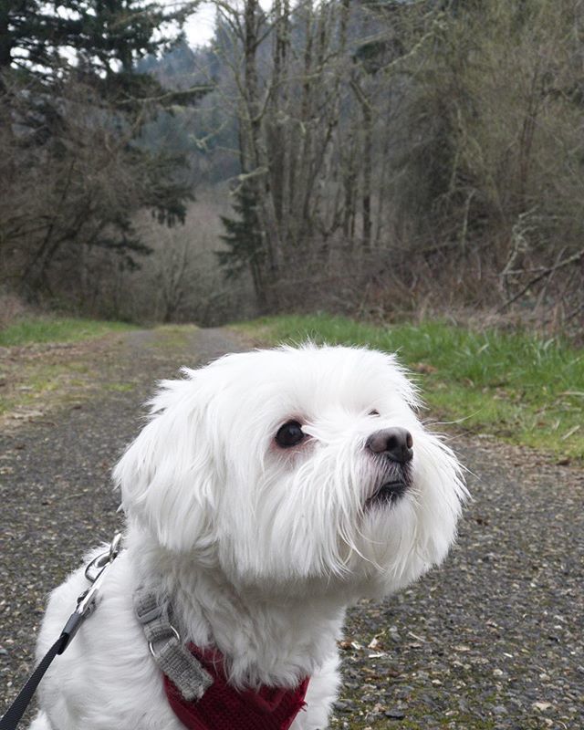 Anibal__Ruiz's tweet photo. Another one from our hiking trip 🐶 https://t.co/oBikkWdmMX