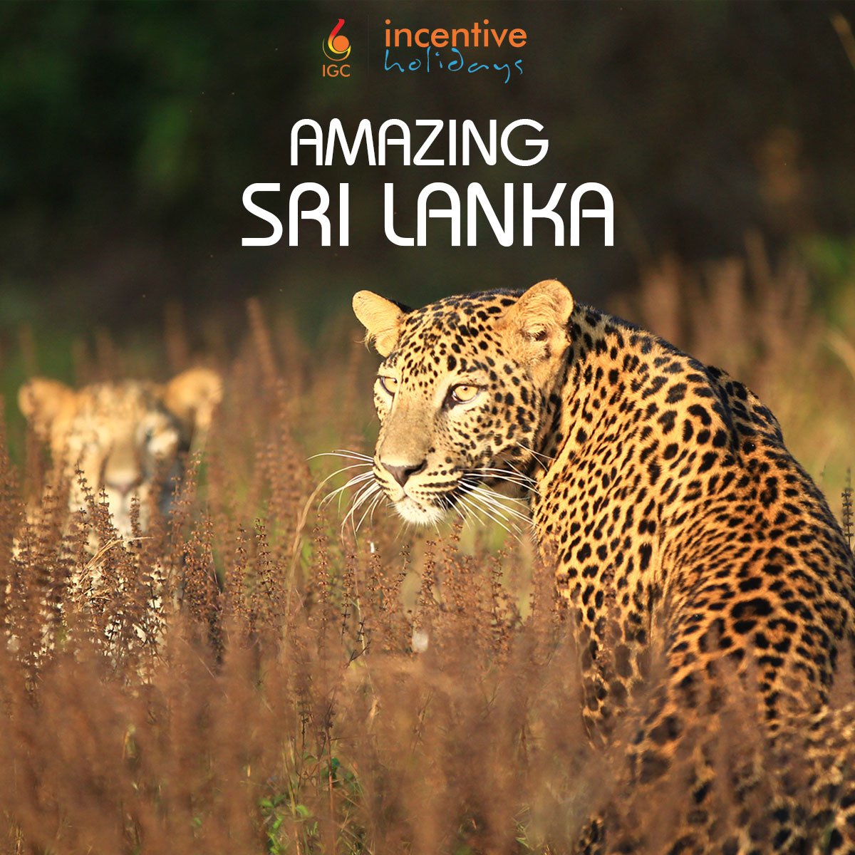 incentivehldys's tweet photo. Are you confused with so many holiday package offers on Facebook? Why not try @incentivehldys 
For more details contact us now at: 
Email: info@incentiveholidays.com 
Contact Number: 4005043/44
Direct call: +977-9840057422 https://t.co/ISSwtKlaOe