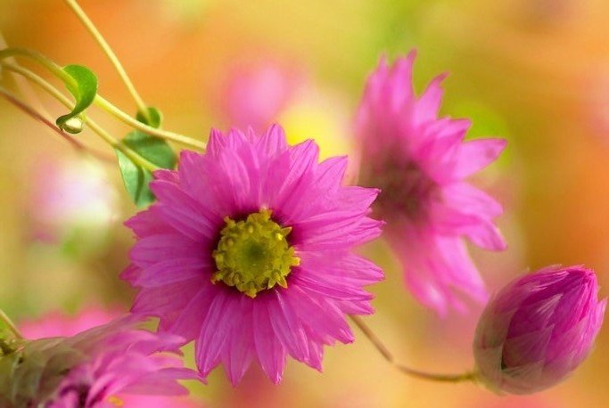 花 永遠 なんて信じないけど 当り前のように明日は来ると思ってた 冷たい風に晒されても まだ繋いだ掌のぬくもりは消えない いつまでも 変わらぬ想い は そっと胸の中にしまい込んで 安保一生 今日の誕生花 ローダンセ 花言葉 変わら