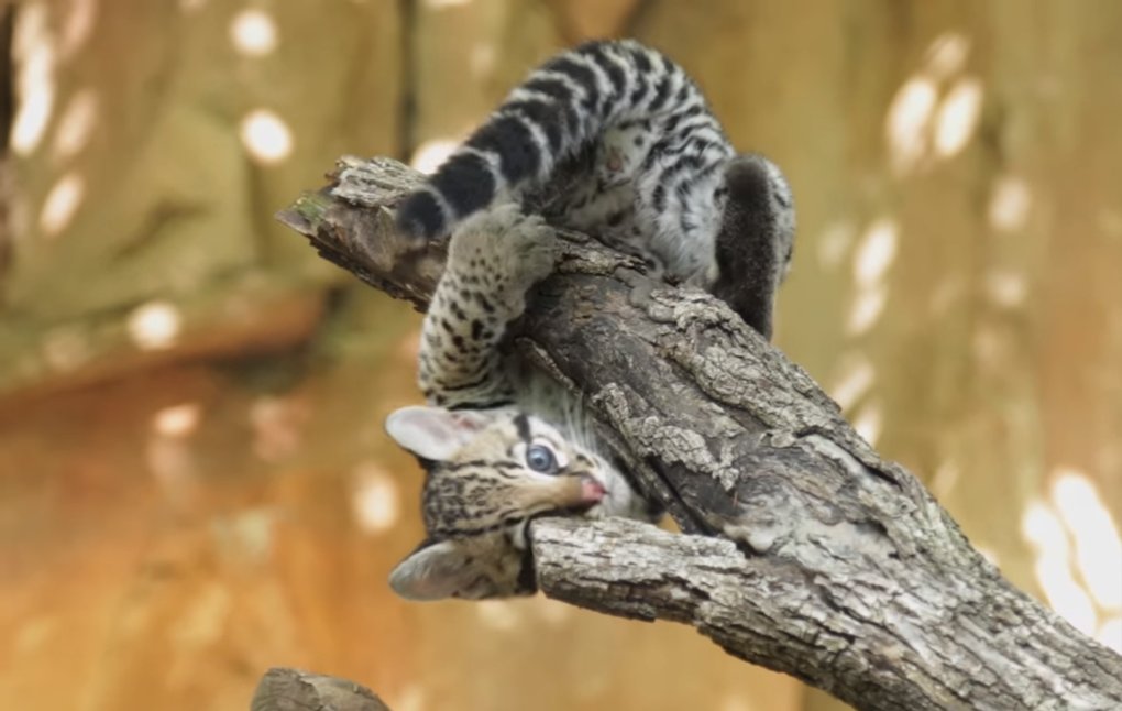 Die Tier Welt Com Suss Das Ist Die Kleinste Wildkatze Der Welt T Co Ahfupvyyzg Katze Rostkatze