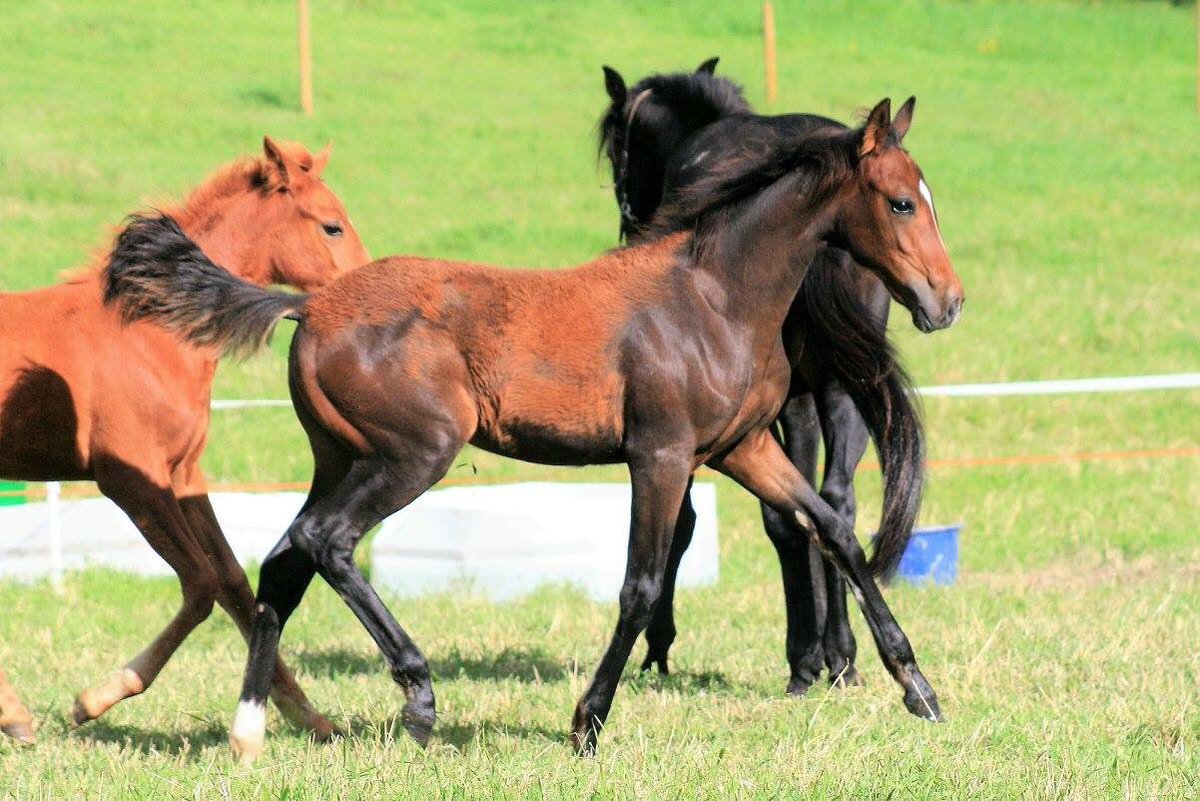 SHammersborg's tweet image. Positive G.T e. Olimede u. Pricessed G.T selges som avlshoppe. Positive var ei tøff dame, med skikkelig skalle. Slet med aksjonen, men er gentestet AA. Har et flott hoppeføll e. Orlando Vici. Selges for en billig penge til noen som vil avle videre, og som tar godt vare på henne.