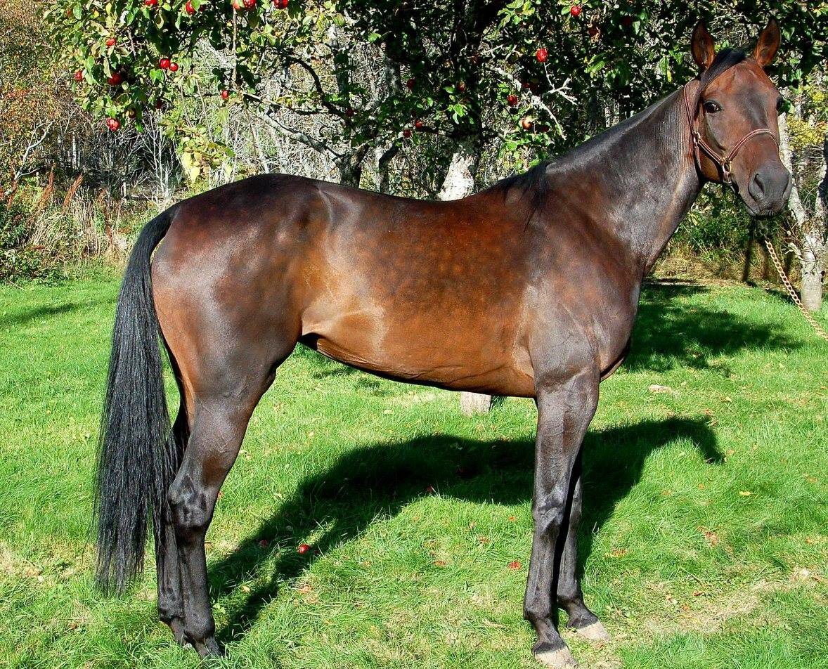 SHammersborg's tweet image. Positive G.T e. Olimede u. Pricessed G.T selges som avlshoppe. Positive var ei tøff dame, med skikkelig skalle. Slet med aksjonen, men er gentestet AA. Har et flott hoppeføll e. Orlando Vici. Selges for en billig penge til noen som vil avle videre, og som tar godt vare på henne.