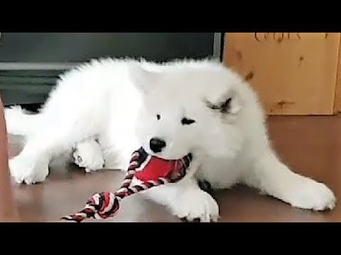 FloofSamoyeds's tweet photo. No touch only play! https://t.co/InufHsvLMU