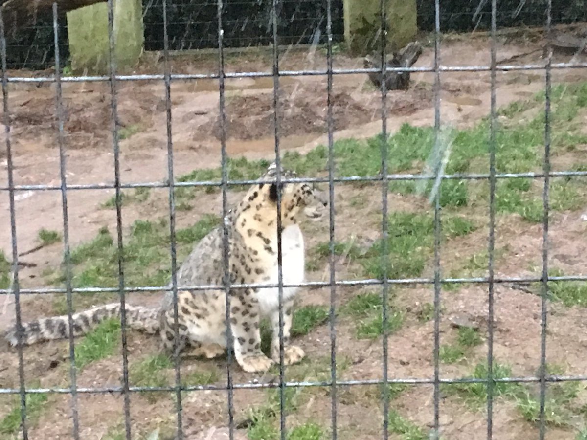 C_Dearden's tweet image. We're @WelshMountainZo talking snow leopards @bbcradiowales and it really is snowing